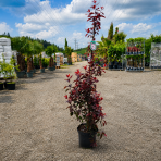 Okrasná slivka (Prunus × cistena) - výška 140-160 cm, kont. C10L - kríková